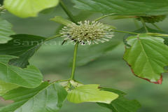 Mitragyna parvifolia
